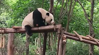 熊猫树林爬树拍摄视频睡觉视频的预览图
